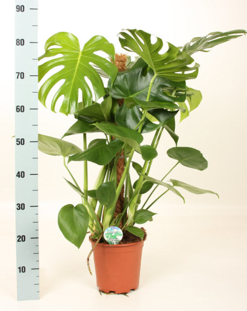 monstera deliciosa dublin Buy Monstera Delicosa On Mosspole Online