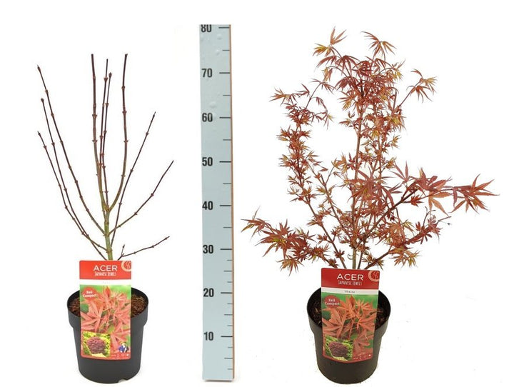 Acer palmatum Shaina  5 Ltr pot