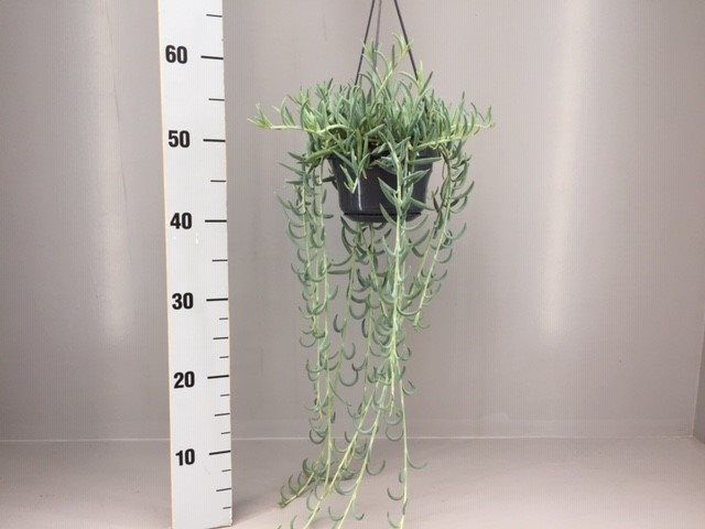 Senecio radicans 14cm Hanging pot ( String of Bananas )