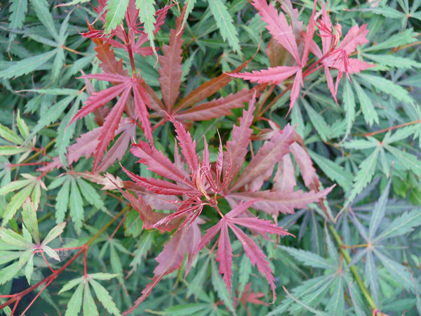 Acer pal. Jerre Schwarz  60-80 CM