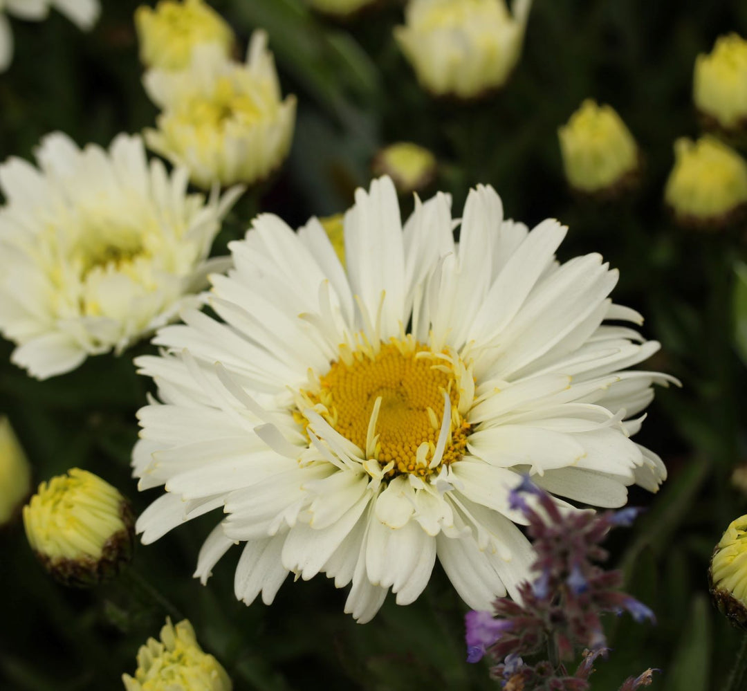 Leucanthemum Freak