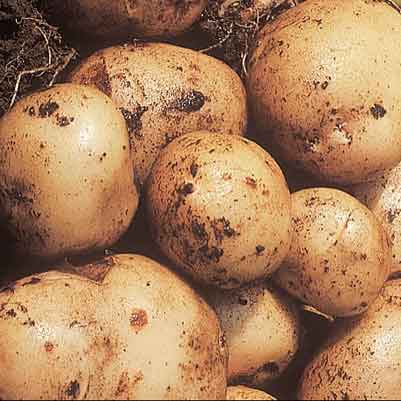 Seed potato PENTLAND JAVELIN