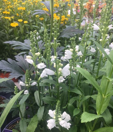 Buy Obedient Plant Physostegia V. Crystal Peak White (2Ltr Pot) Online