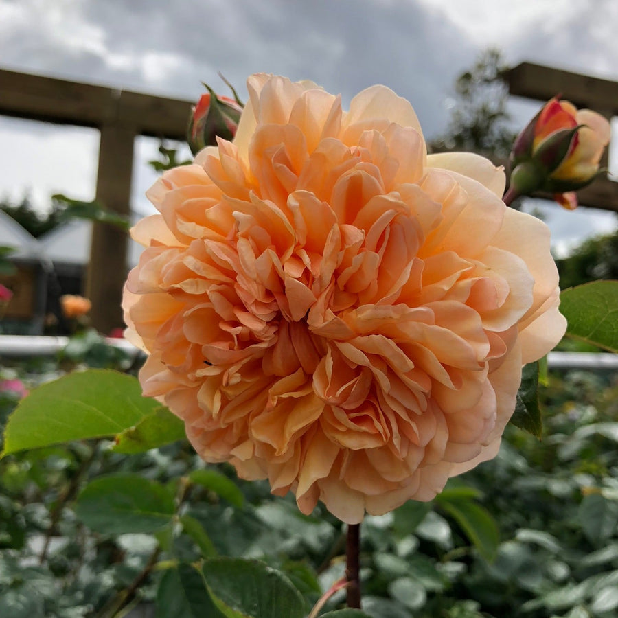 David-Austin-Rosa-Port-Sunlight-Flower