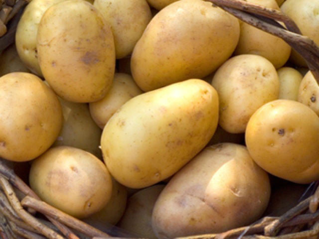 Seed Potato DUKE OF YORK