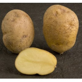 Seed Potato RECORD
