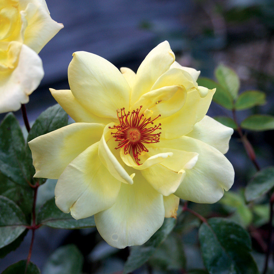 Golden Showers Climbing Rose Plant – Hardy Yellow Perennial For Walls & Fences, 3 Litre Pot