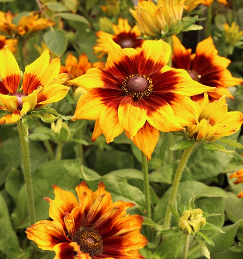 Rudbeckia Summerina Sunset