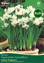 NARCISSUS PAPERWHITE ZIVA 7