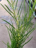 ACACIA RETIONOIDES