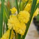 ACACIA RETIONOIDES