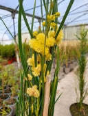 ACACIA RETIONOIDES
