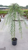 SALIX PURPUREA PENDULA