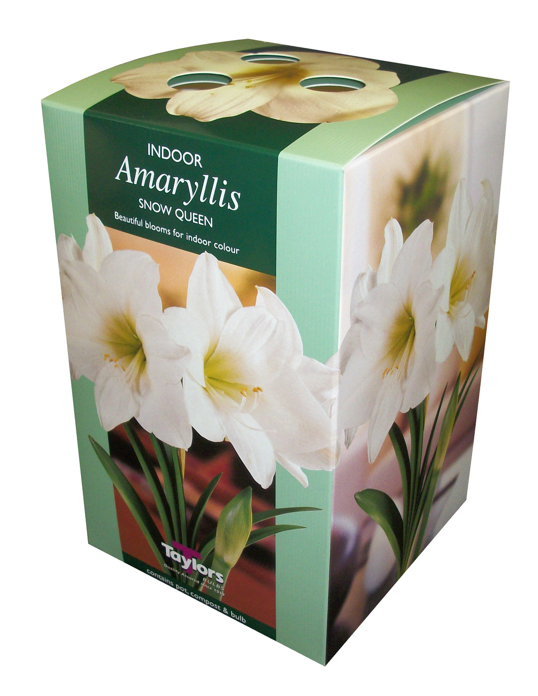 AMARYLLIS SNOW QUEEN