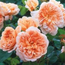 David Austin TEA CLIPPER