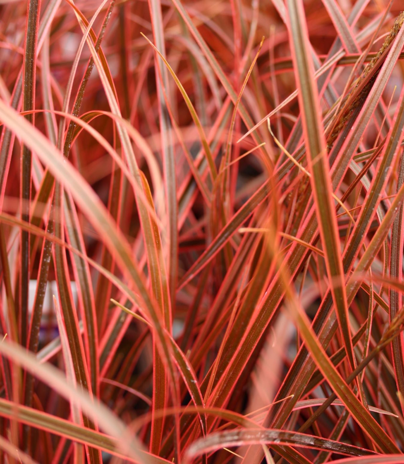 Siergrassen - Uncinia rubra Everflame - Rood - 4 Planten - Bladhoudend Siergrassen - Uncinia rubra Everflame - Rood - 4 Planten - Bladhoudend