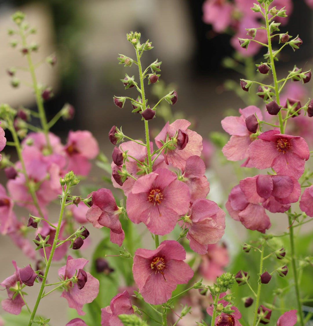 Verbascum Sugar Plum