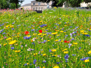 A Floral Meadow - LADYBIRDS  7sqm FLOWERS