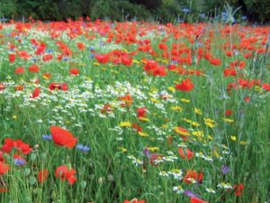 A Floral Meadow - Shaded area 7mt