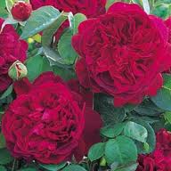 David Austin Rosa William Shakespeare 2000