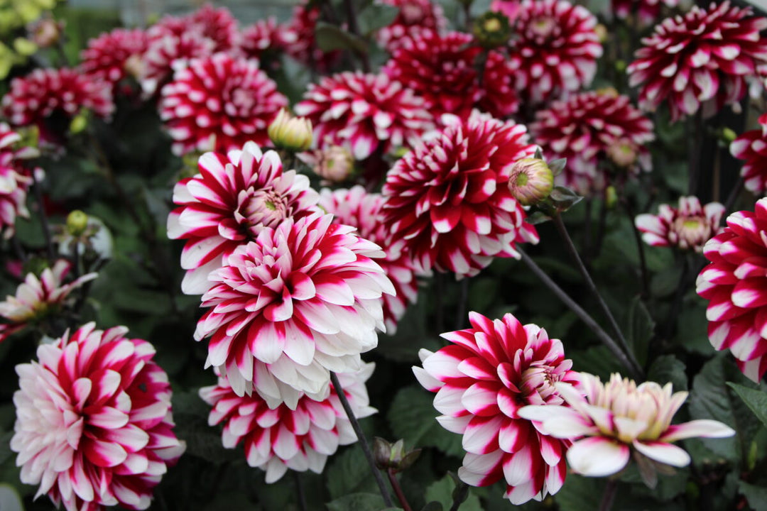 From the border to the vase: Fascinating Dahlias