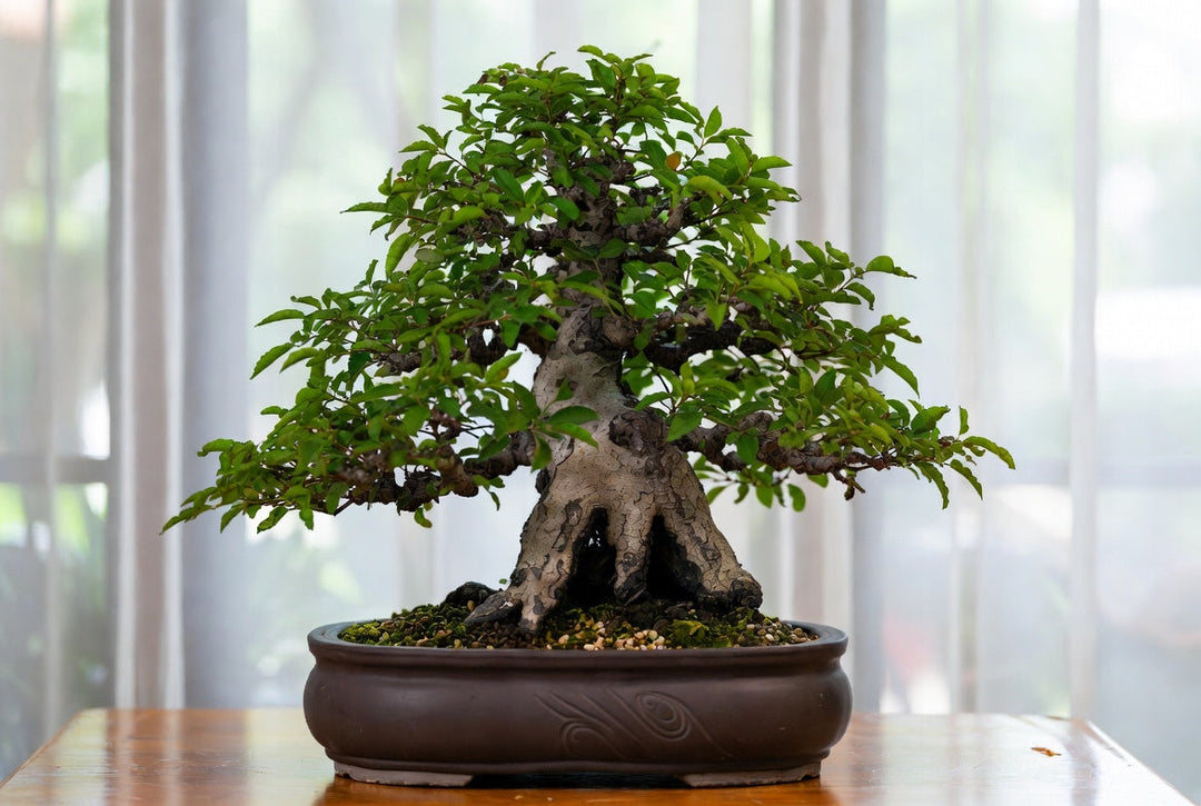 Cultivating Calm: Beginner Bonsai Tree Care