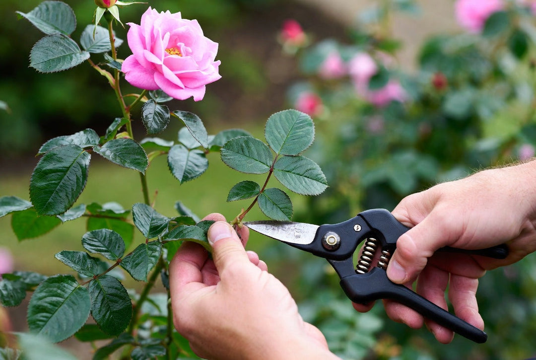 How to Grow a Rose Bush from Cuttings: A Dublin Gardener’s Guide