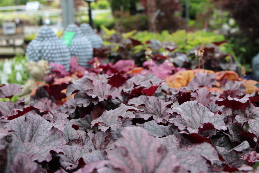 purple leafy plant