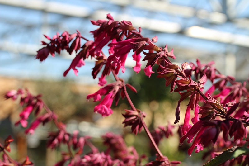 Salvia: The flowering sages make the show