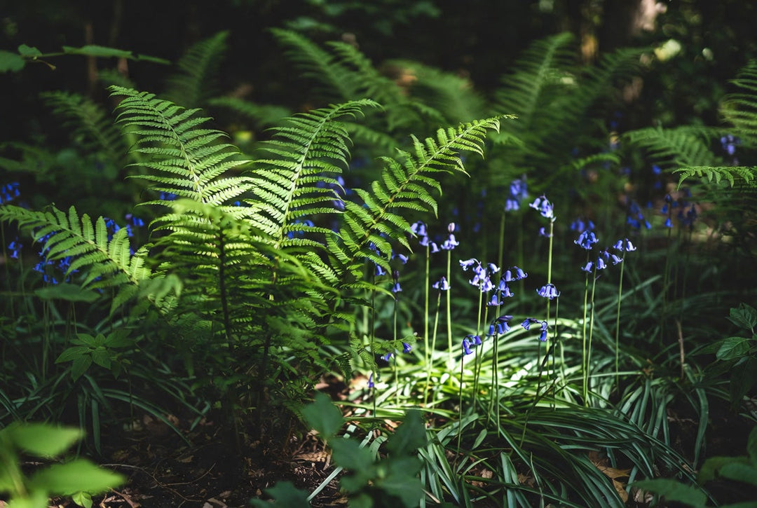 Conquering the Shade: Elegant Ferns