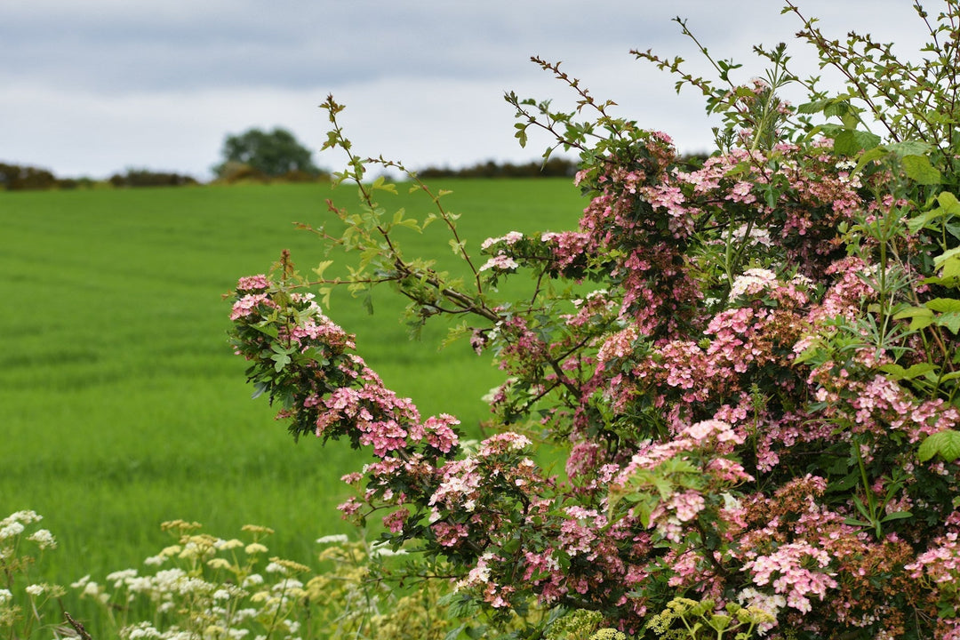 Photo by Andrew Hall, pink and white flowers with green field
