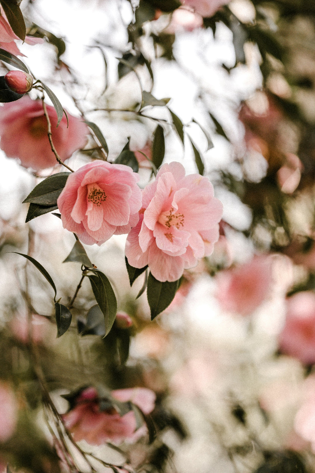 Camellias: Timeless Elegance
