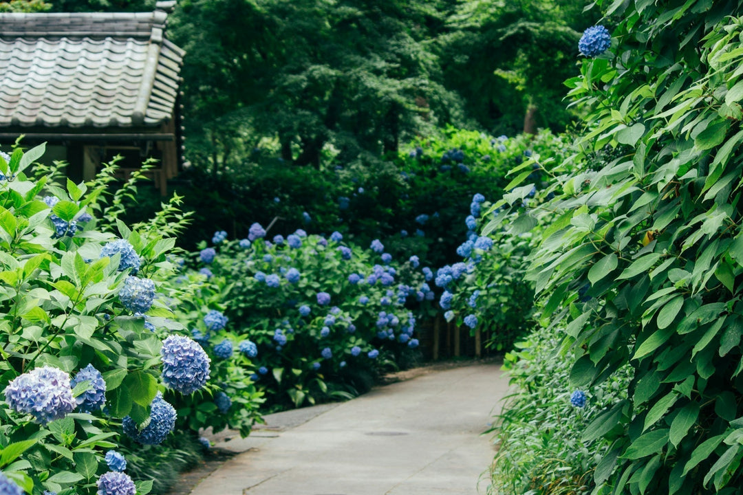 Keeping your hydrangeas thriving during hot spells