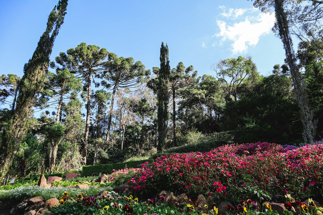Water-less Garden: Resilient Plants For Dry Weather