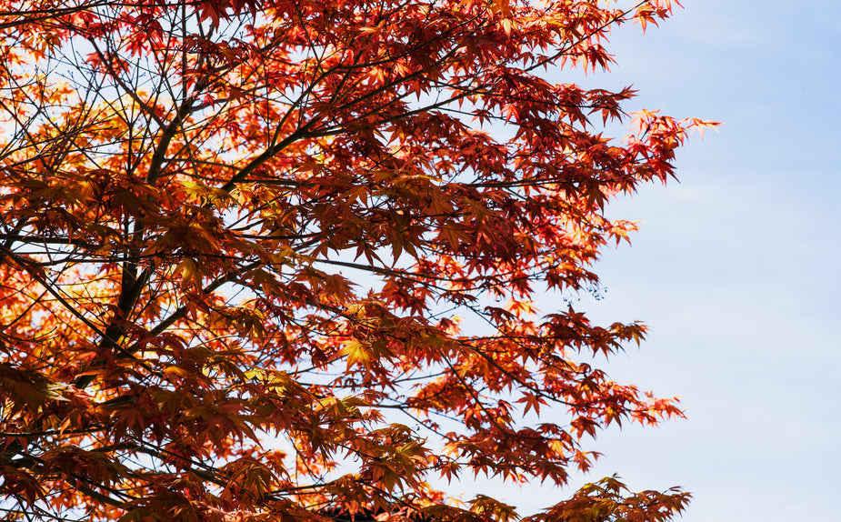 Autumn Jewel: Japanese Maples