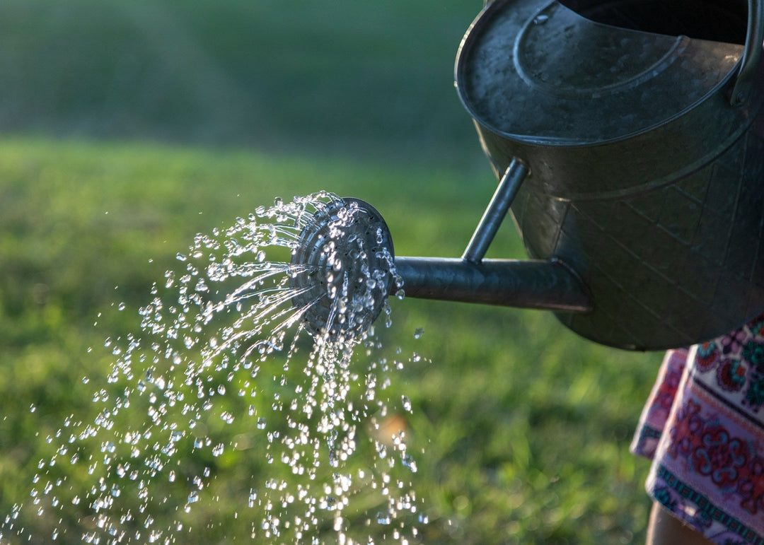 Gardening for a Changing Climate: The Best Drought-Tolerant Plants