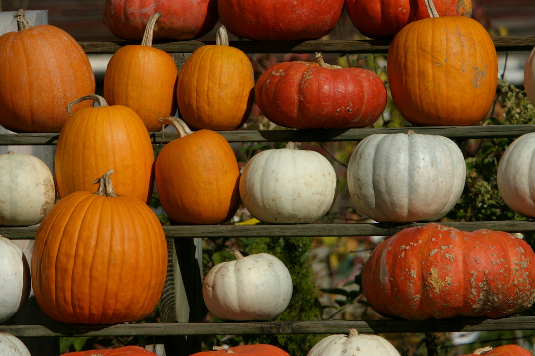 Pumpkins: From the Garden to the Kitchen – An Autumn Tradition