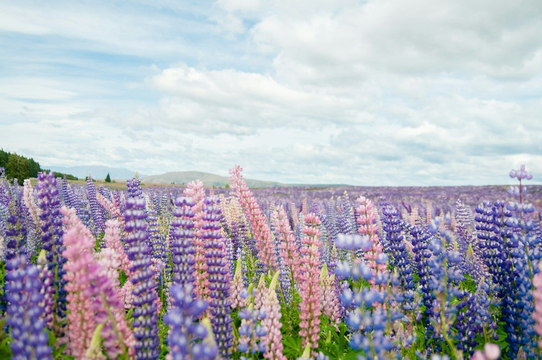 lupin field by Delphine Ducaruge