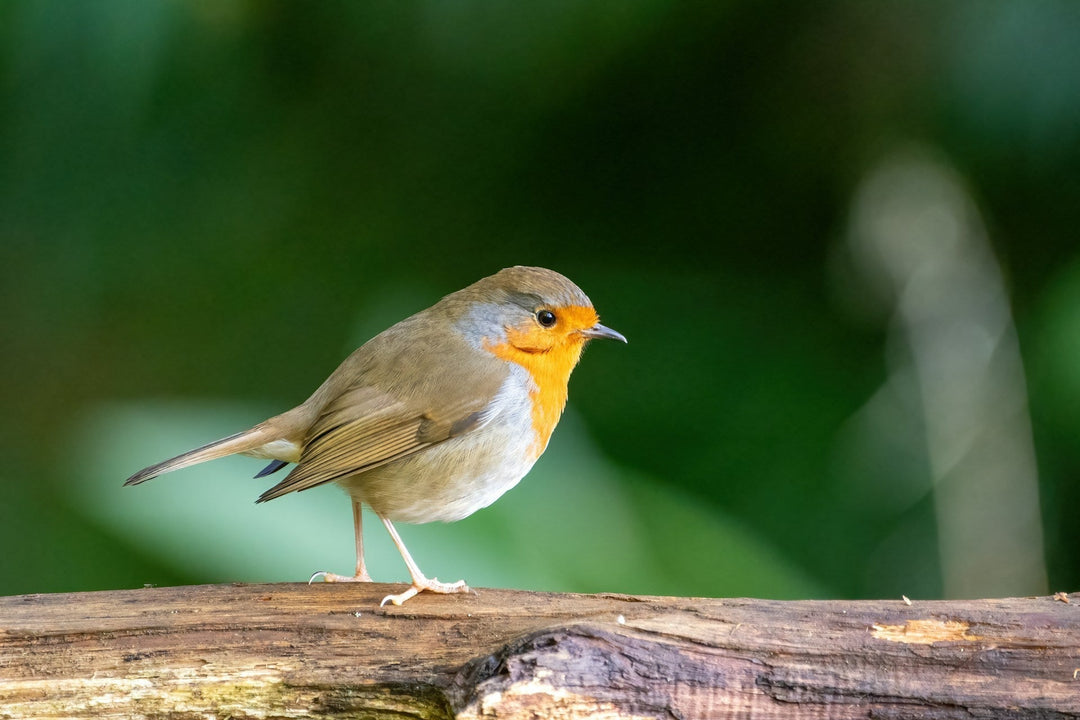 Caring for Garden Birds: How to Welcome Songbirds into Your Garden