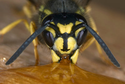 All in for the Bees