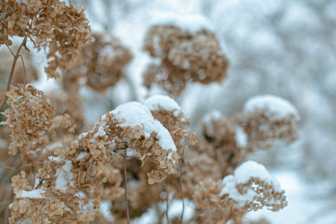snow on dried flowers