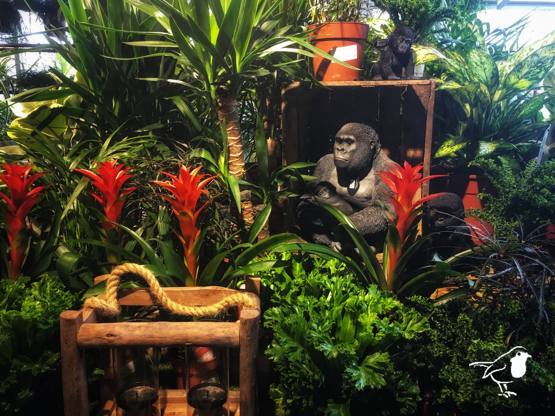 An Indoor jungle for a healthy home