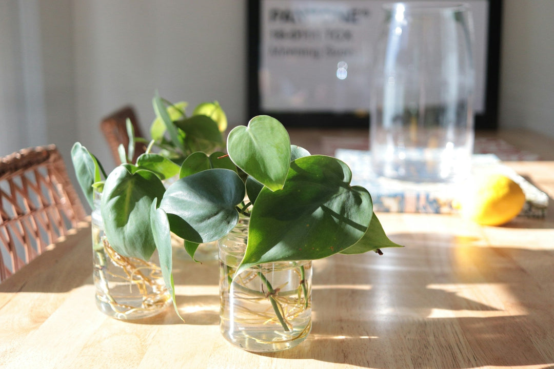 Propagating Indoor Plants: Five Easy Ways to Grow Your Collection