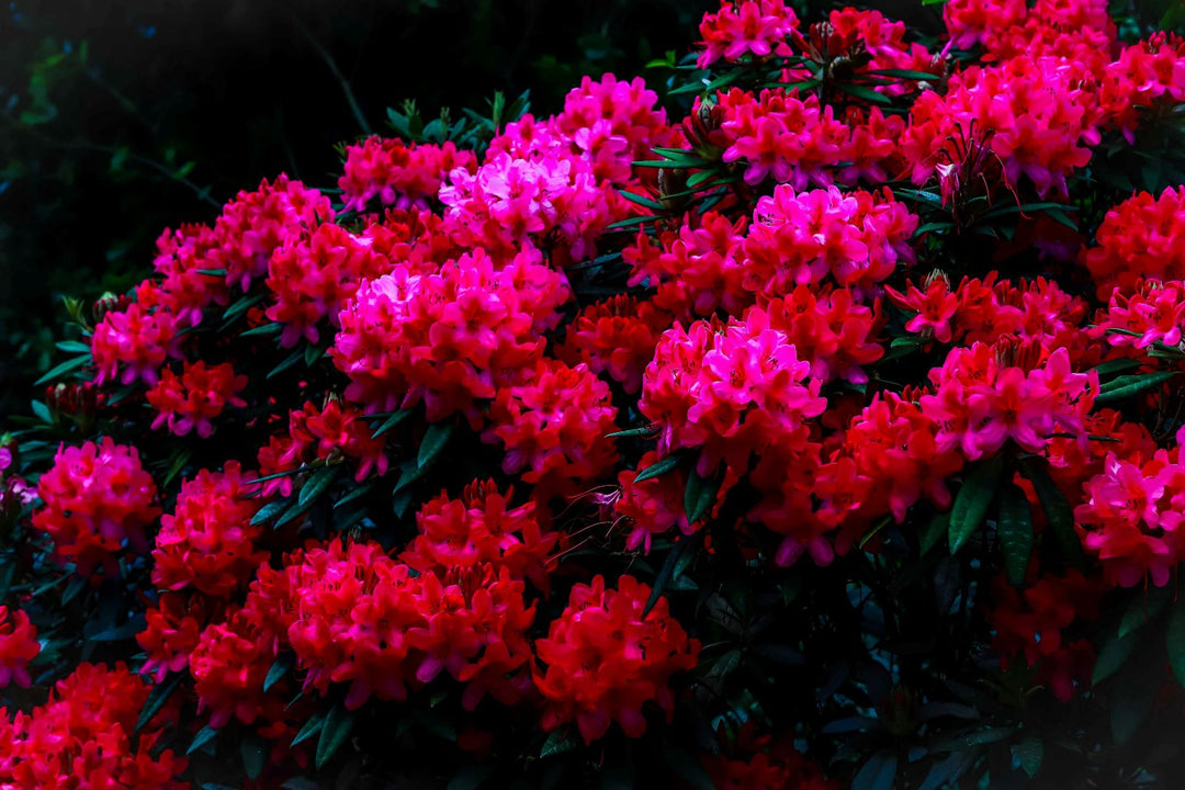 Rhododendrons, burst of colour for your garden