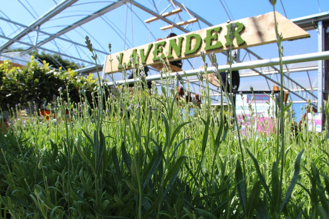 English Lavender Vs French Lavender: The giants' battle