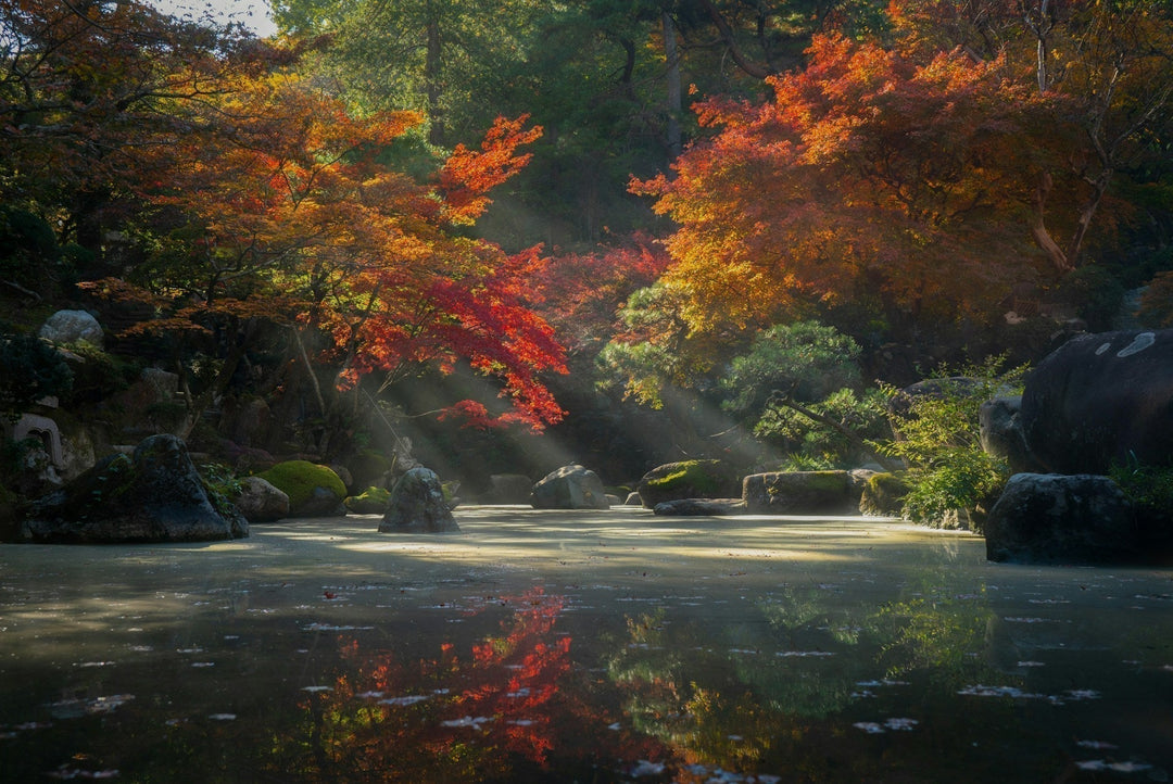 The Japanese Garden