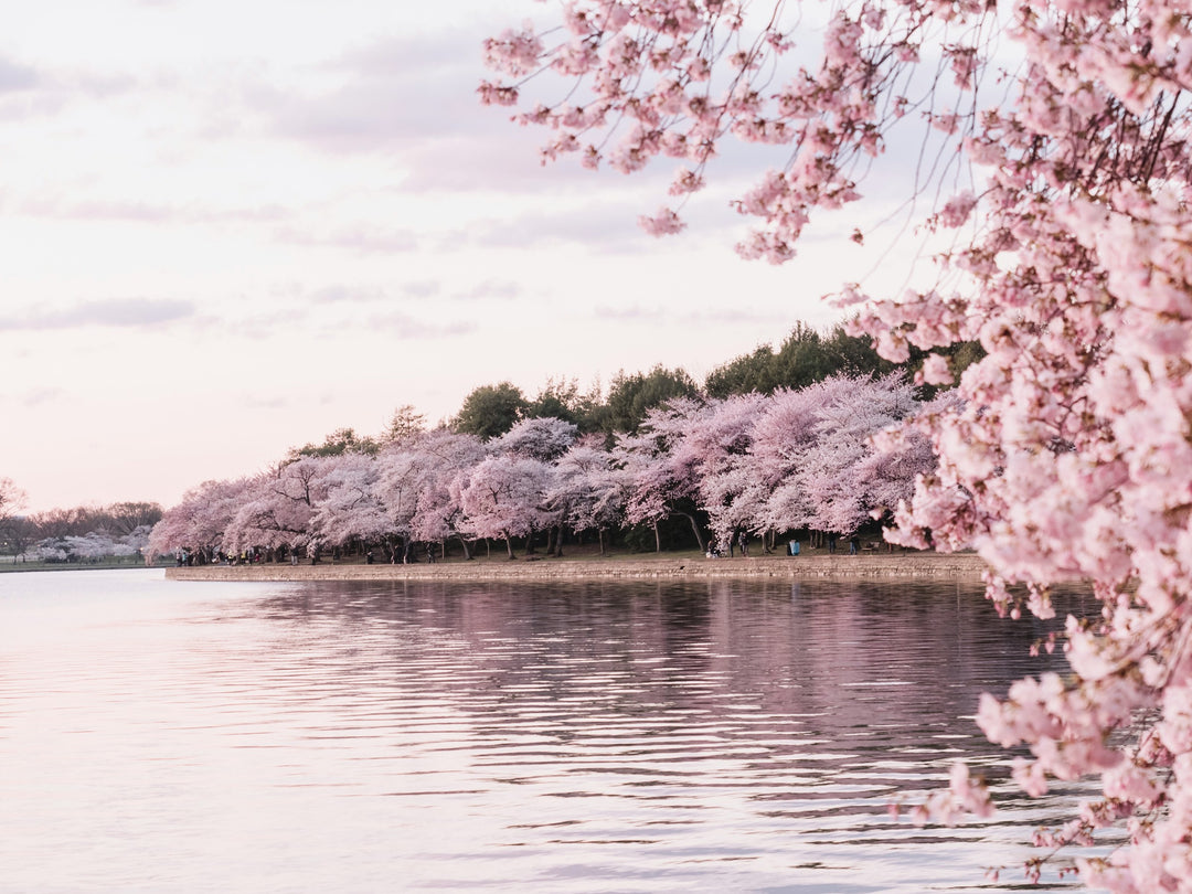 Hanami: Say goodbye to winter with flowering cherry trees.