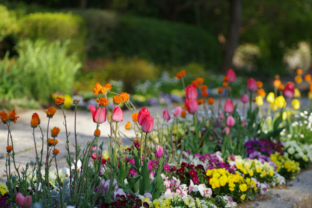 Spring Bulbs Planting & Flowering Calendar