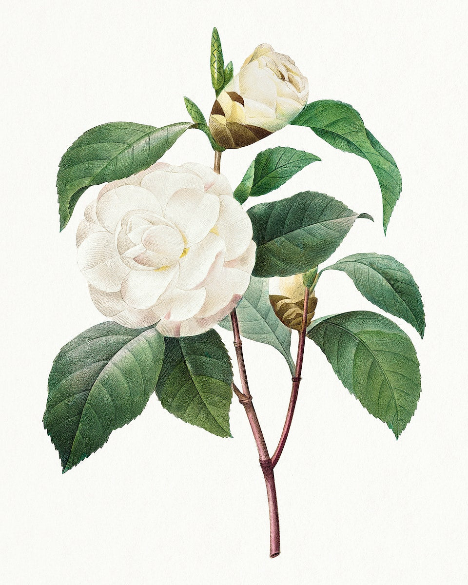 Camellias: Timeless Elegance