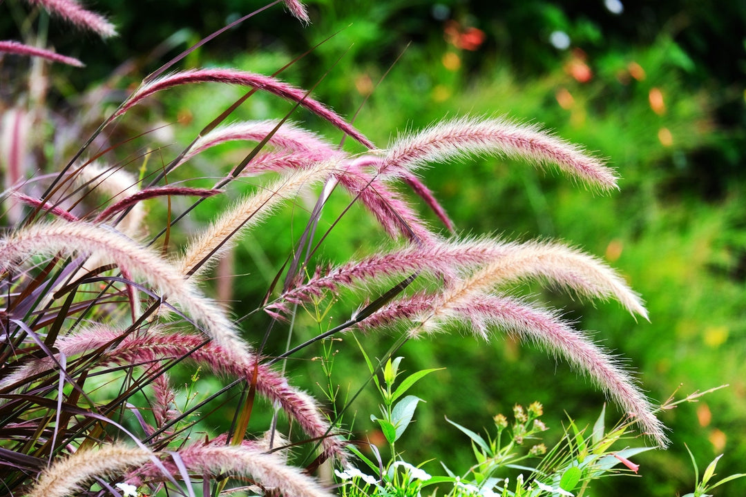 pennisetum flowers, photo by Ramlee Ibrahim